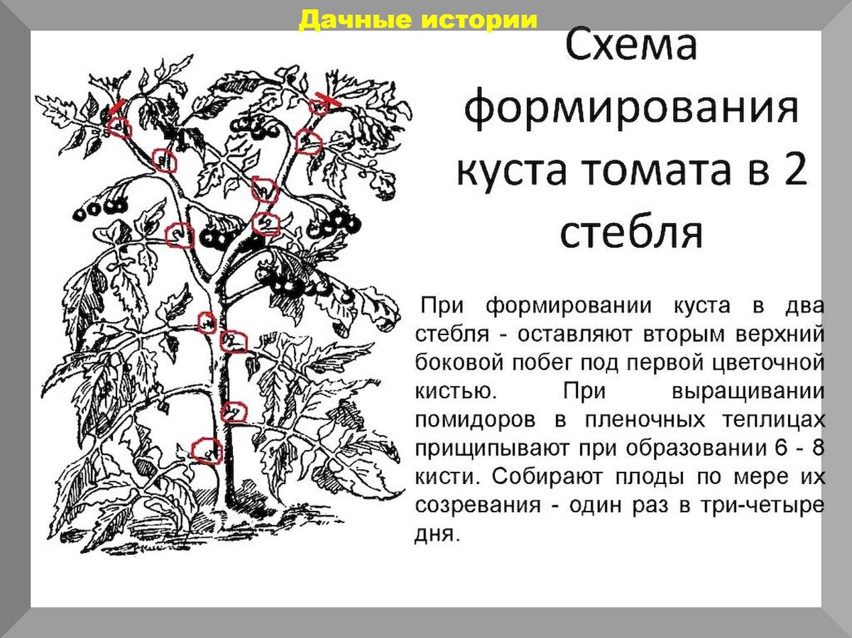 Нужно ли пасынковать помидоры. Схема пасынкования помидоров. Схема формирования томатов в два стебля. Пасынкование баклажанов. Томат в два стебля схема.