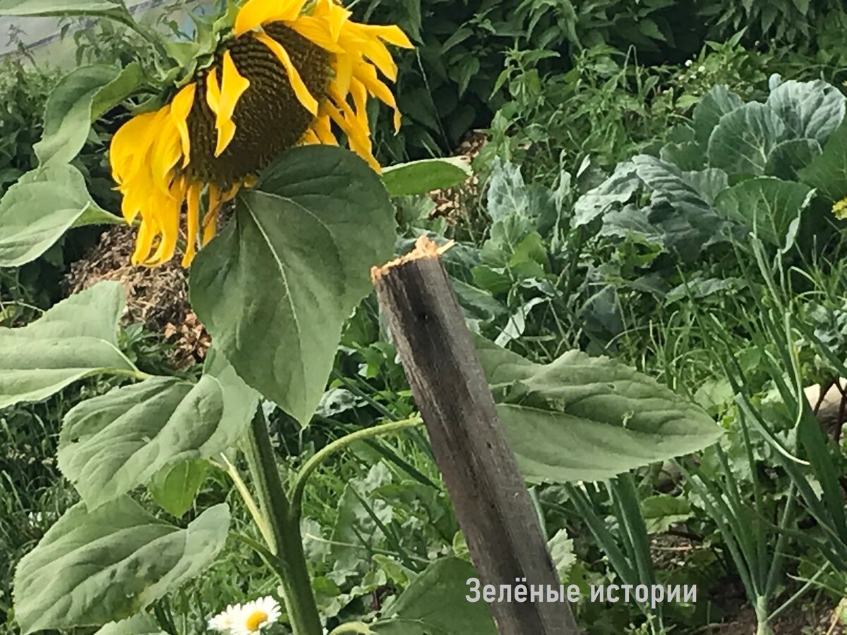 Вот такой подсолнух посеяли мне птички, которых мы кормим зимой семечками