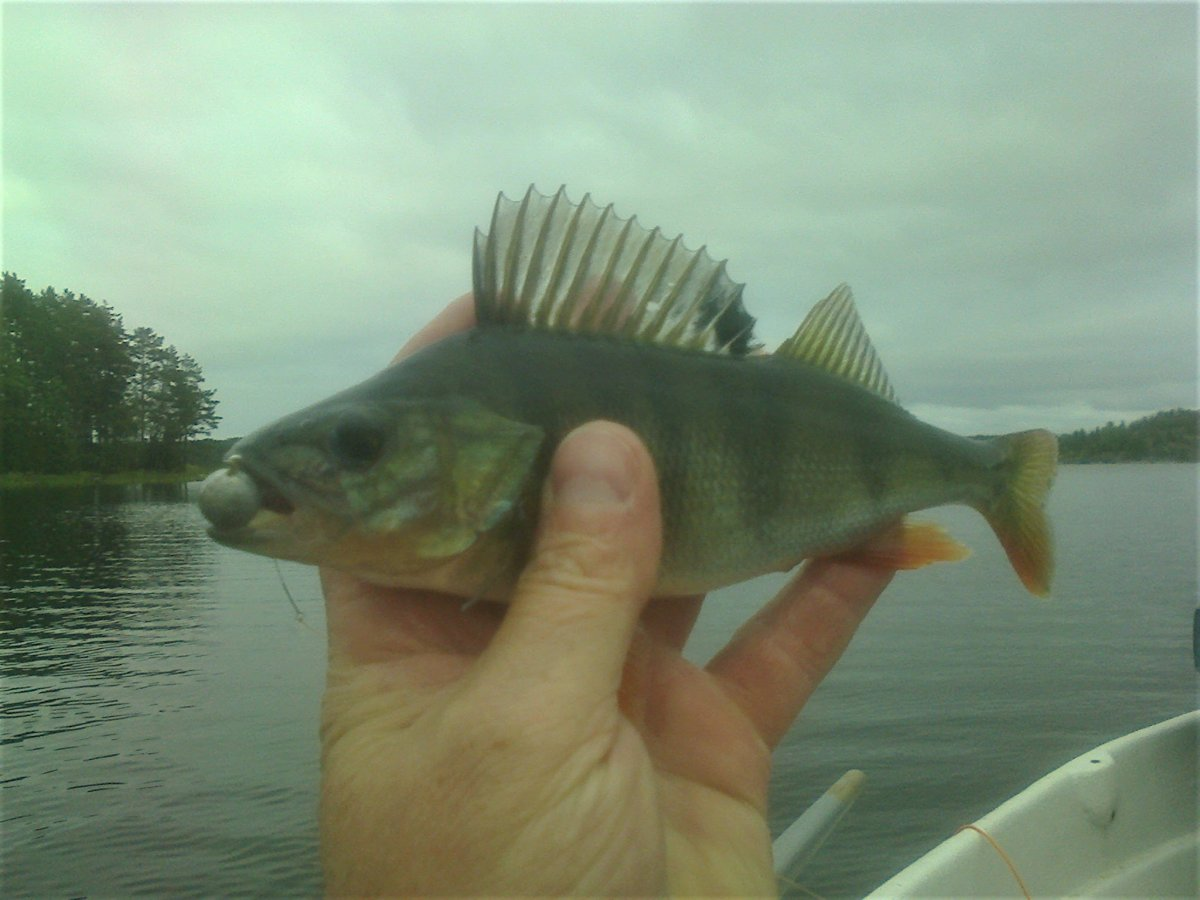 Окуньки клевали