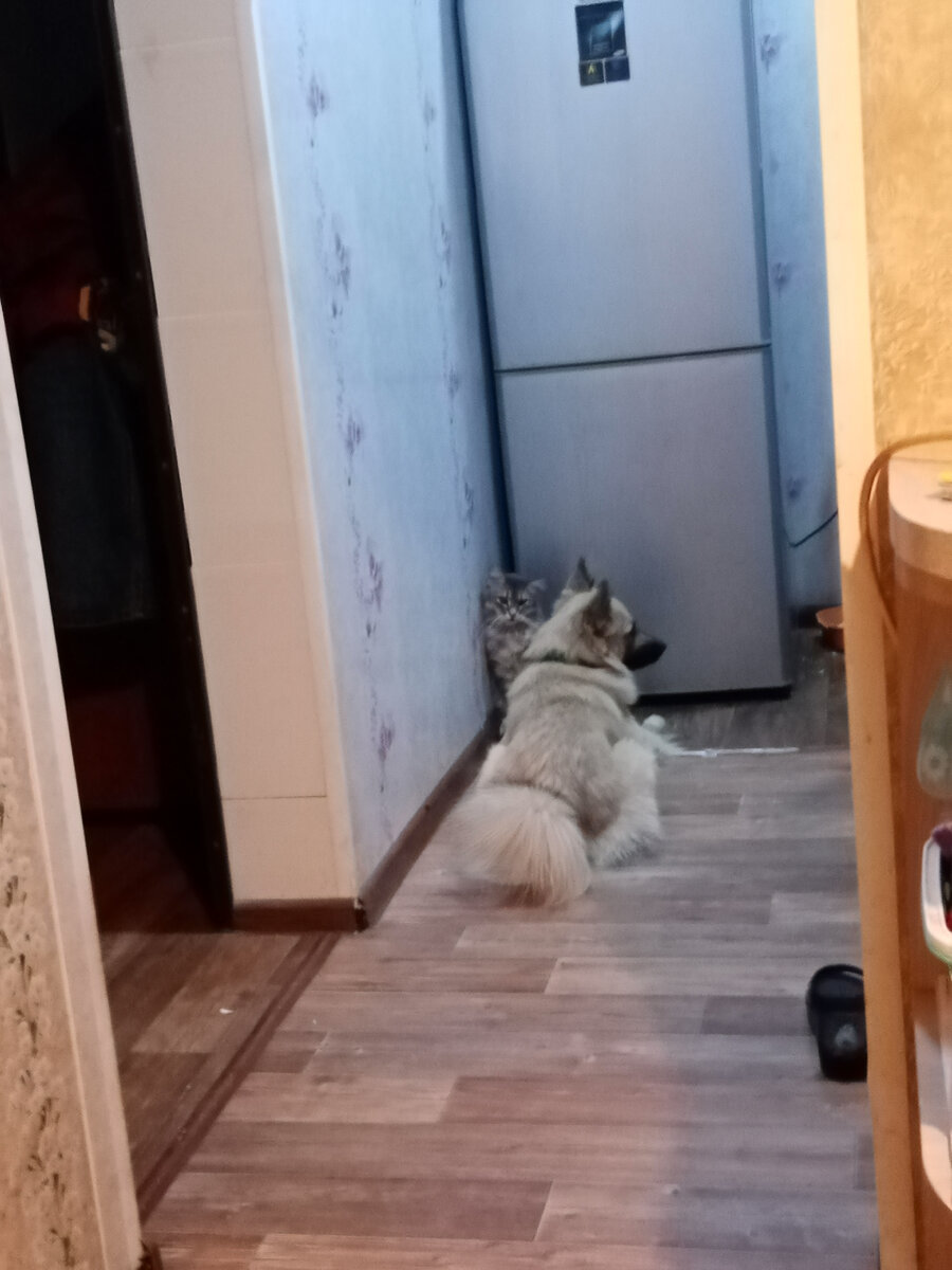 Мои антидепрессанты. Миша и Василий готовят очередную пакость) 