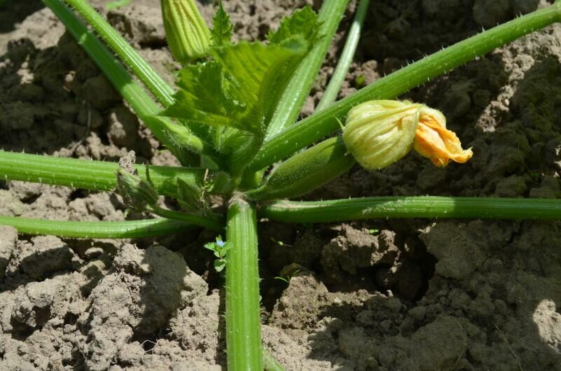 Завязываются плоды.