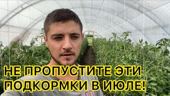 Уход и подкормки томата на налив плодов