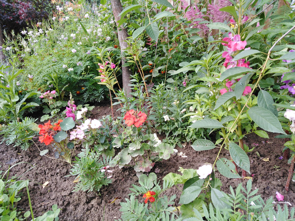 Слева клумбу с однолетними ограничивает раскидистый вязель, сзади - сливы, вишни и сирень