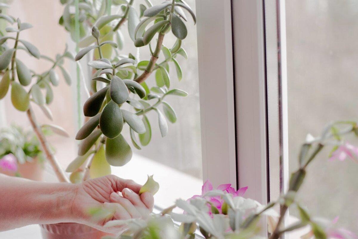 Дома у Пелагеи Сергеевны