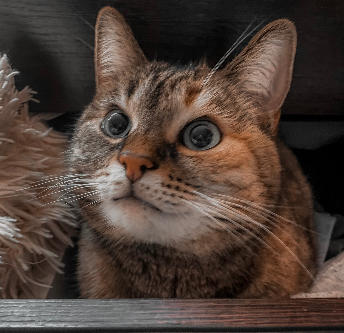 Кошка Ксеня