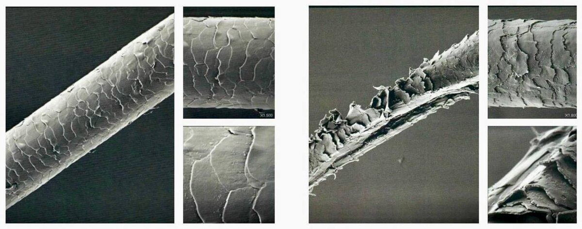 Здоровые и поврежденные волосы, увеличенное фото. (Из открытых источников Яндекс)