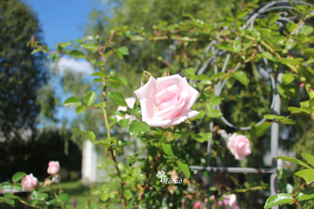 Плетистая Нью даун. Ох, и попила она моей крови.