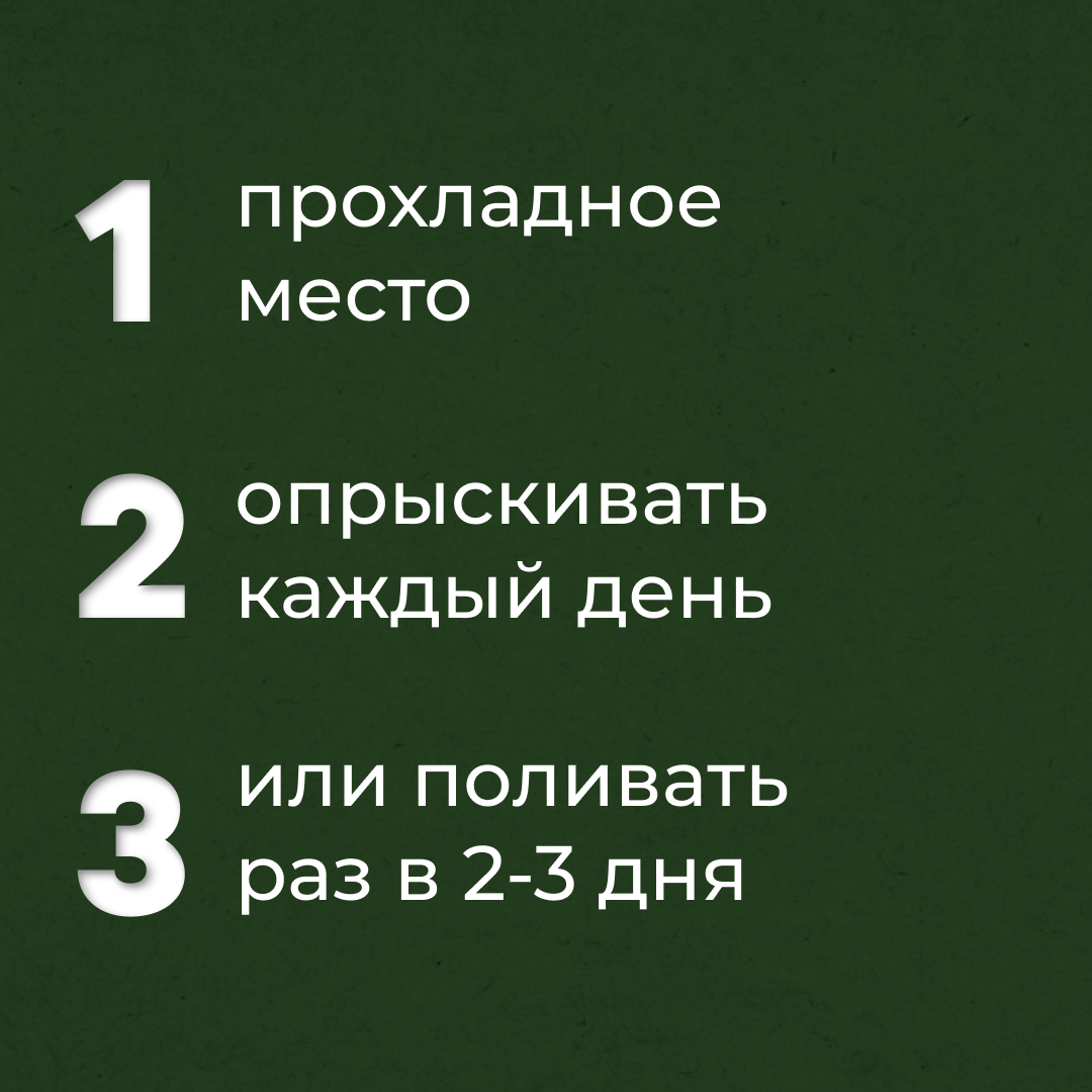 Уход за нобилисом – как отвечать на вопросы покупателей | Александр Поляшов  | Дзен