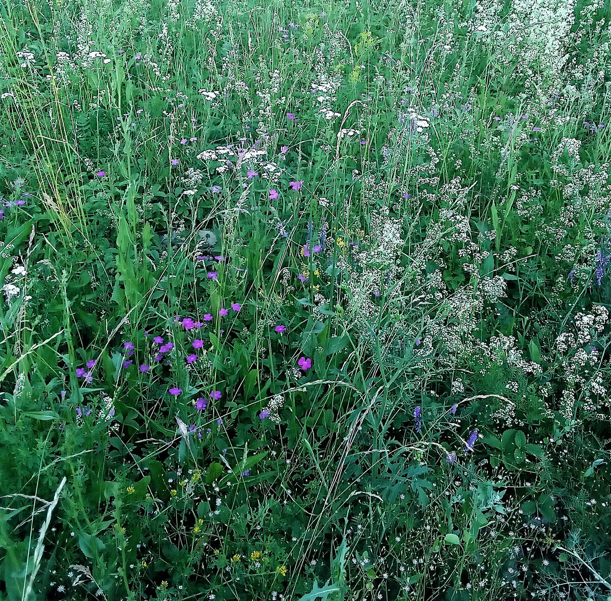 Моя лужайка. Фото автора канала.