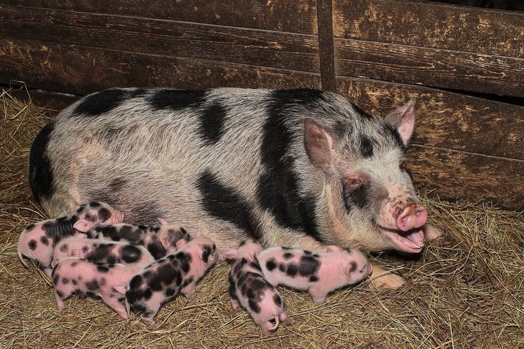 Миргородская свинья с поросятами, фото из сети.