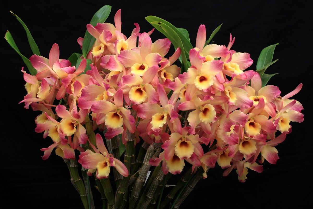 Орхидея Дендробиум (Dendrobium)