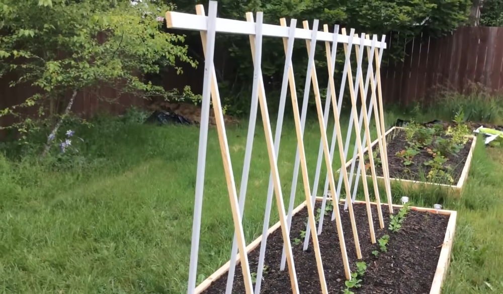 Подвязывание гороха. Подвязать горох. Опора для гороха в открытом грунте. Как ставить палки в горох. Как ставить палки в горох.