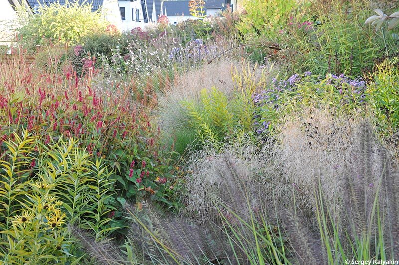 Щучка дернистая 'Goldtau'