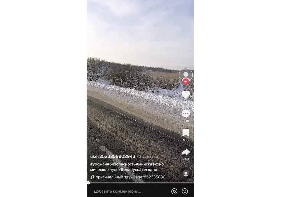     Пользователь TikTok заметил неубранное поле кукурузы в Березинском районе. Фото: стоп-кадр | соцсети