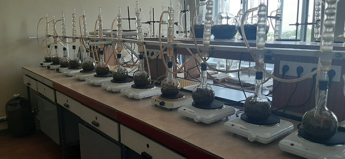 Производство эфирного масла душицы в лабораторных условиях