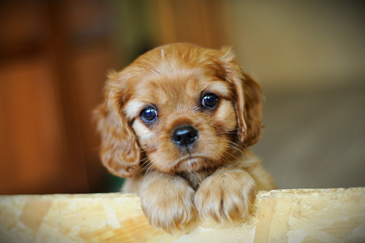 Любин сынок Принц .  Официально - LIKE SILK ULTRA SWEET