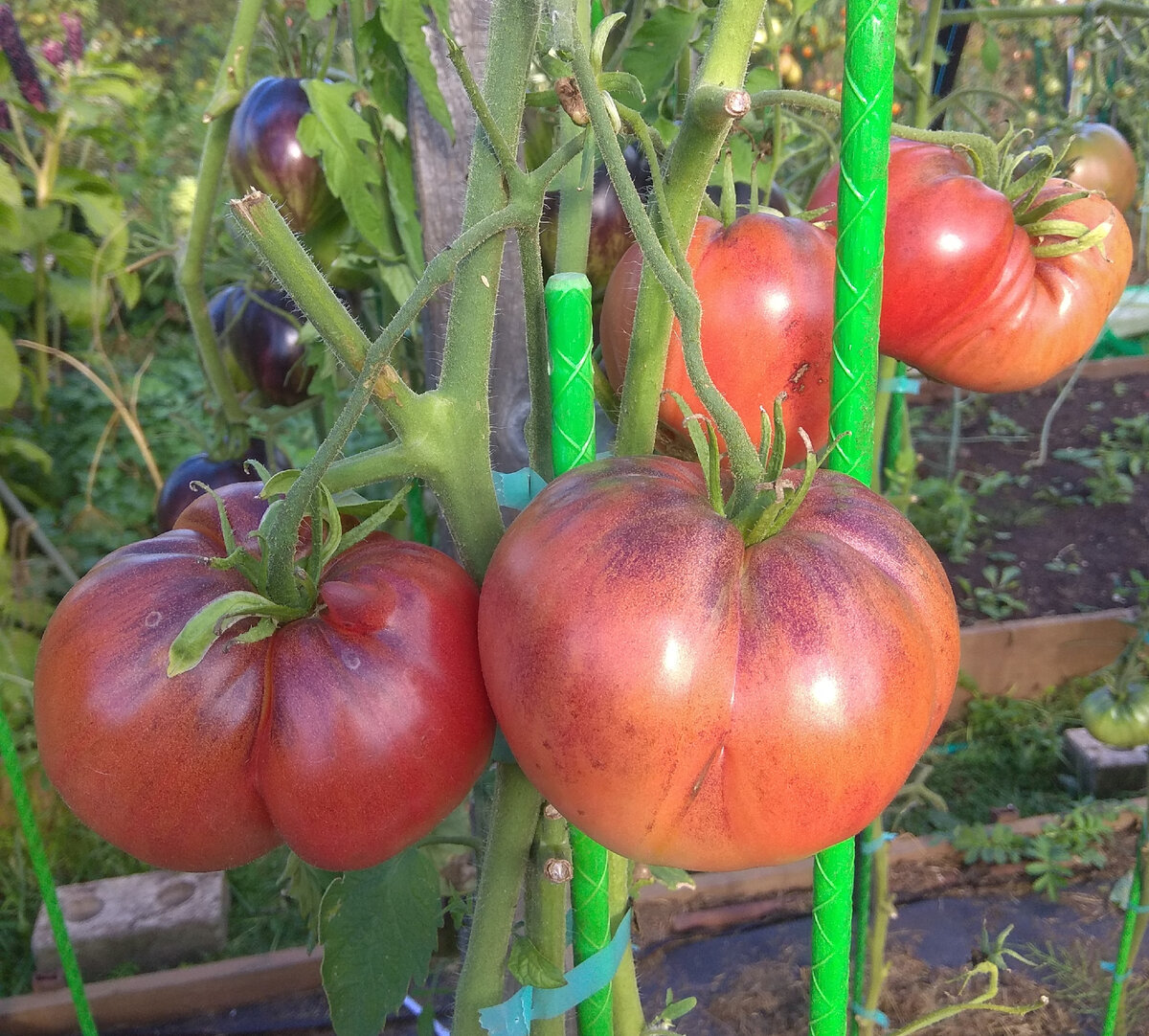 мишка косолапый сорт помидор. сады россии каталог челябинск 2023 помидоры. помидоры 2023. помидоры 2023. помидоры 2023.