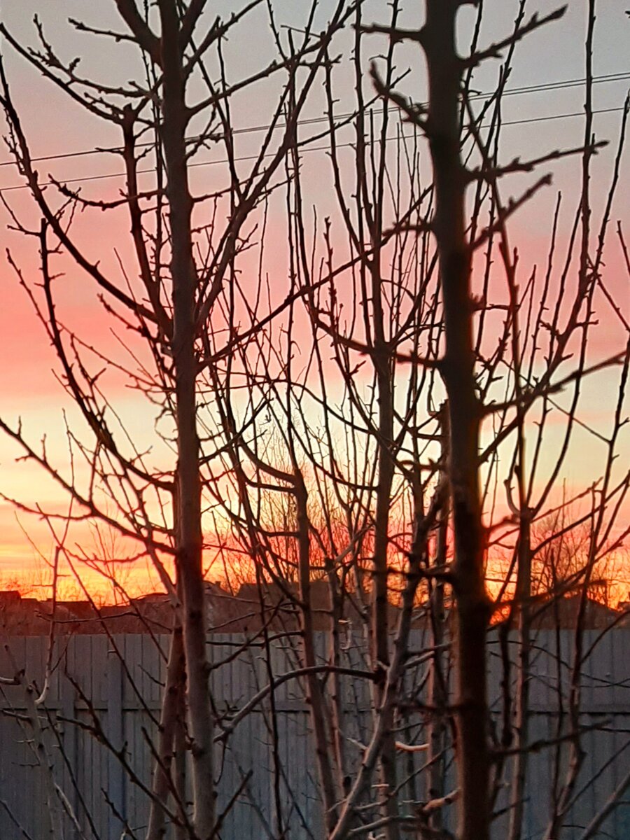 Яблони зимой