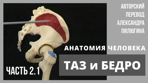 ТАЗ и БЕДРО. Анатомия человека на натуральных препаратах. Лучшее пособие для студентов. Атлас Акланда. Русский перевод Пилюгина А. Часть 2.1