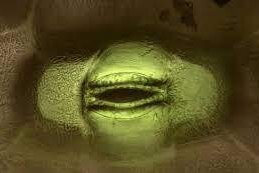     Посмотрите пугающее видео о том, как дышат растения