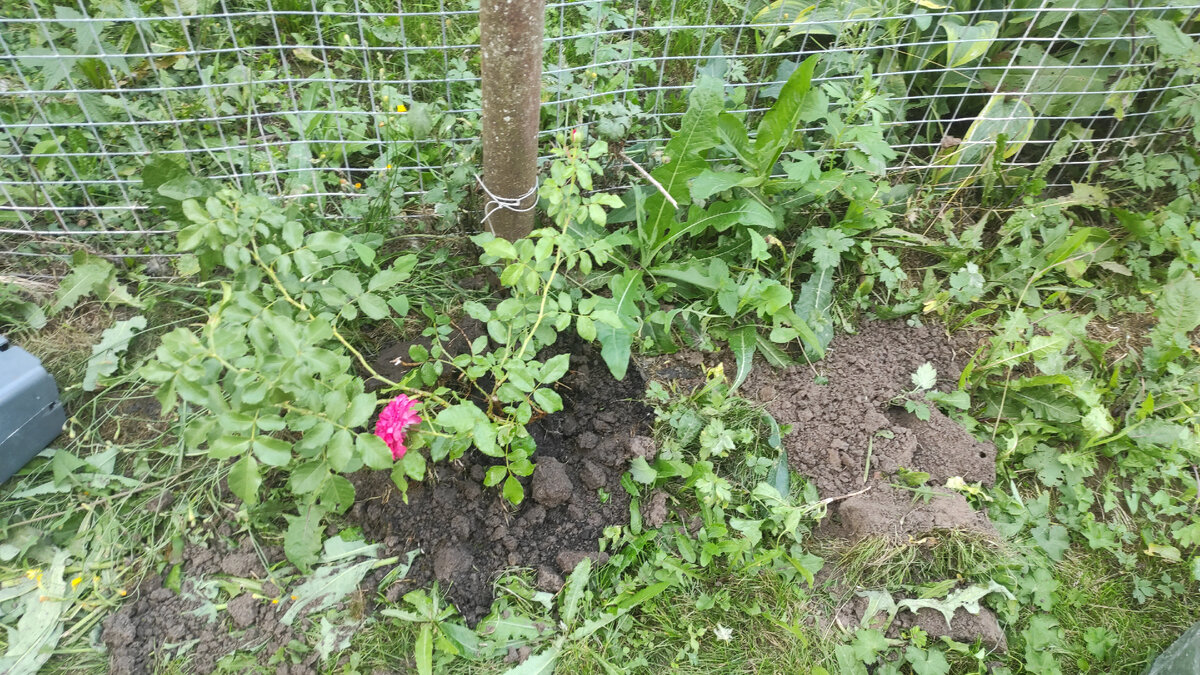 Посадила какую-то розу в сорняки просто 😃, кстати, на зиму не укрывала, я просто не знала, что надо