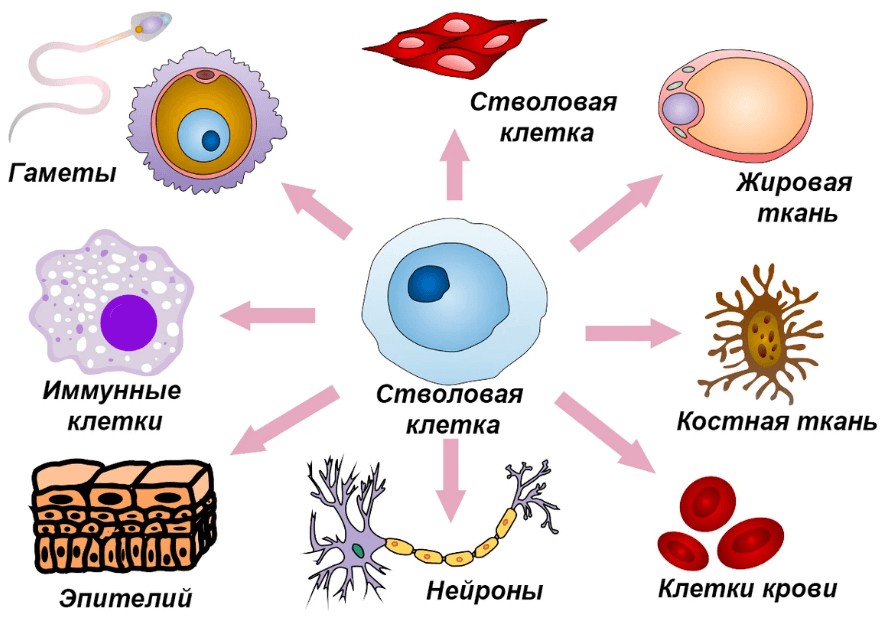    Стволовые клетки могут приобретать любую «специализацию»