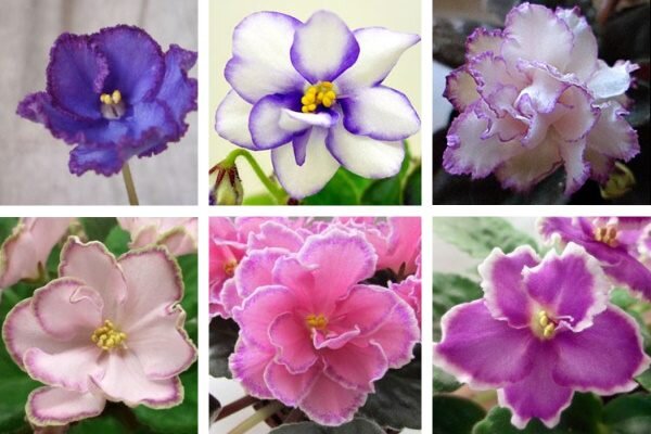 Высота растения до 20 см