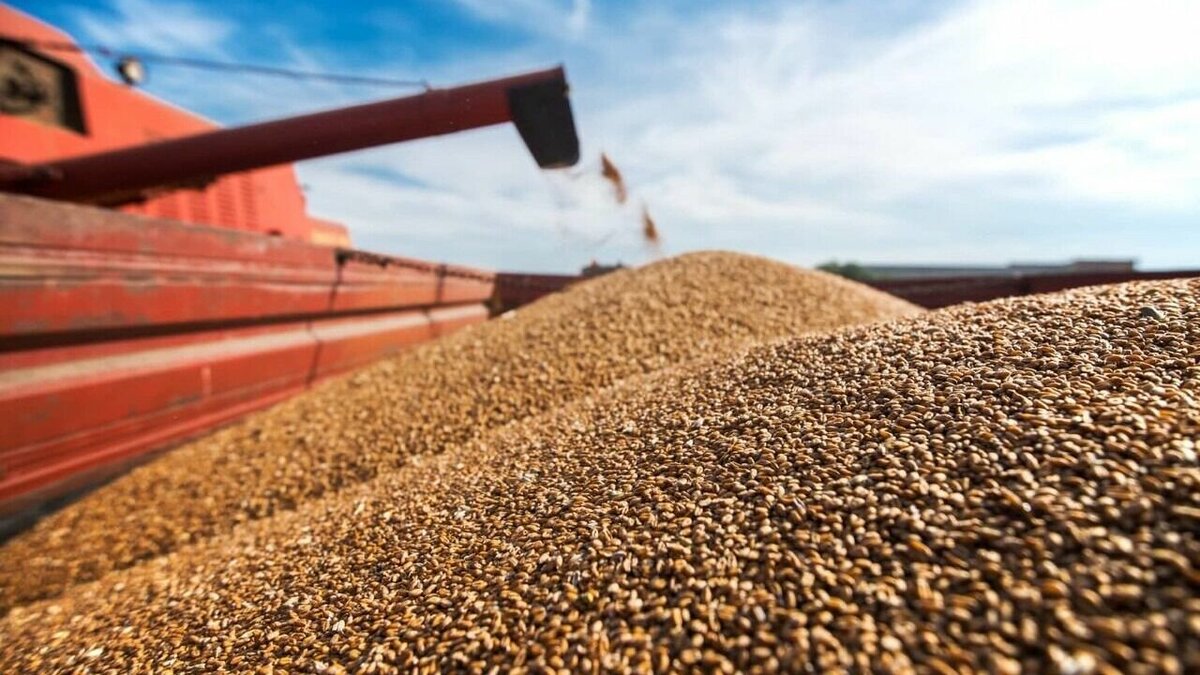     Урожай зерна в России в нынешнем году увеличился на 24,2% по сравнению с 2021 годом — до 150,7 млн тонн в весе после доработки, что стало рекордным результатом, сообщает Росстат.