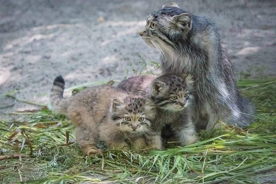     Манул Снежинка появится на новых стикерах в Telegram. Фото: Владимир ГАБОВ.