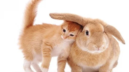 Год кота и кролика. Почему? Взято из интернета