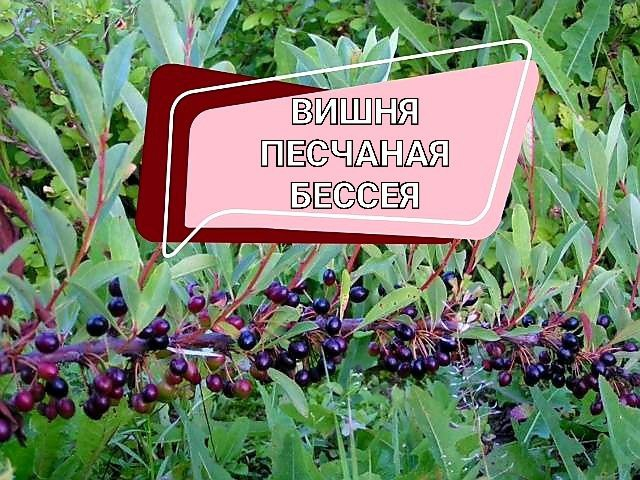 Вишня бессея отзывы