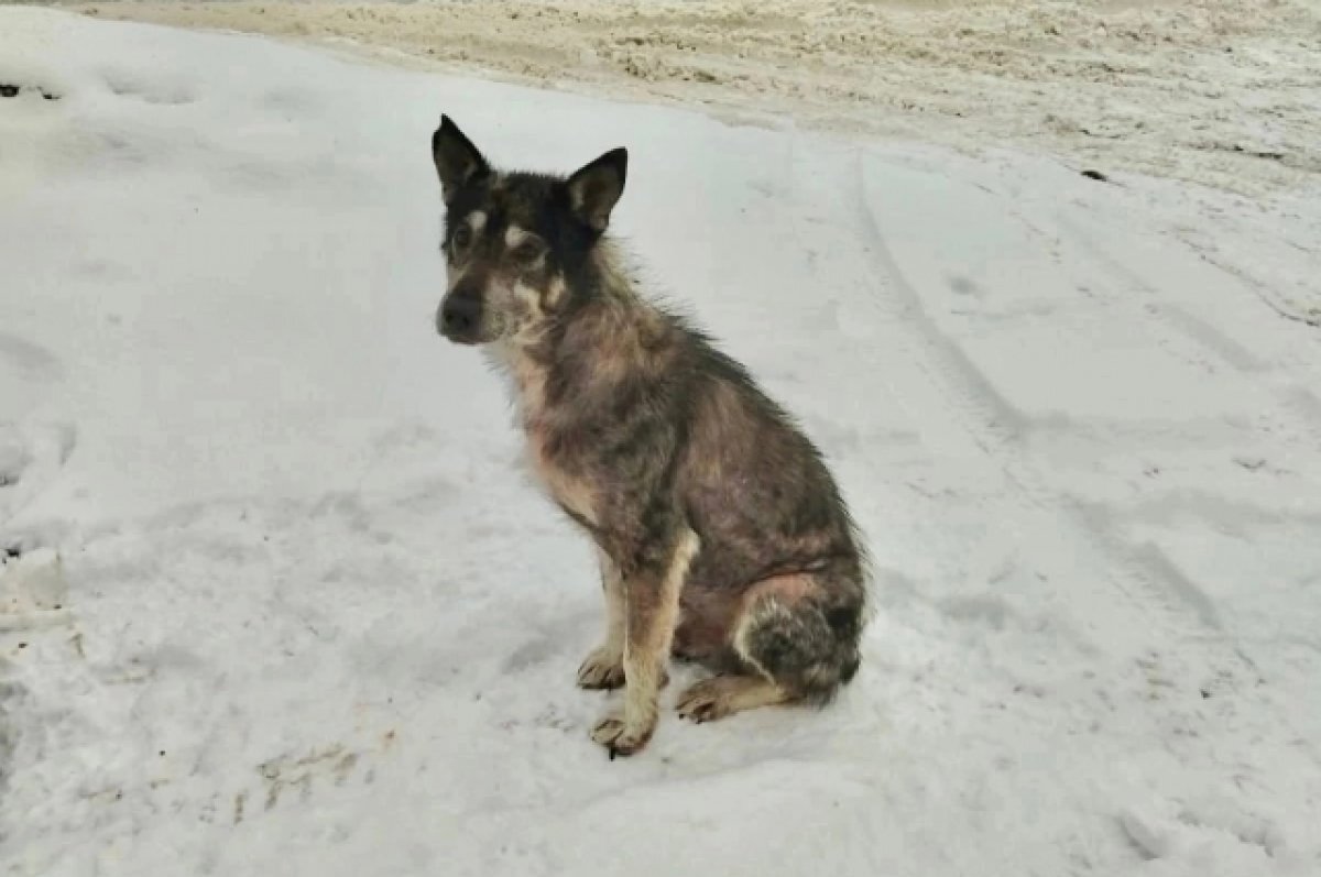    В Твери на улице в мороз замерзает пёс с облезшей шерстью