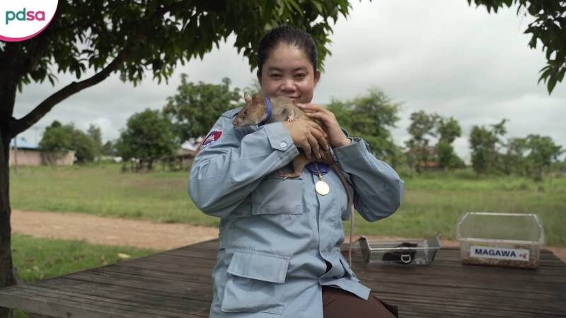 Магава со своим куратором, кадр из видео HeroRAT Magawa is awarded the PDSA Gold Medal на youtube 