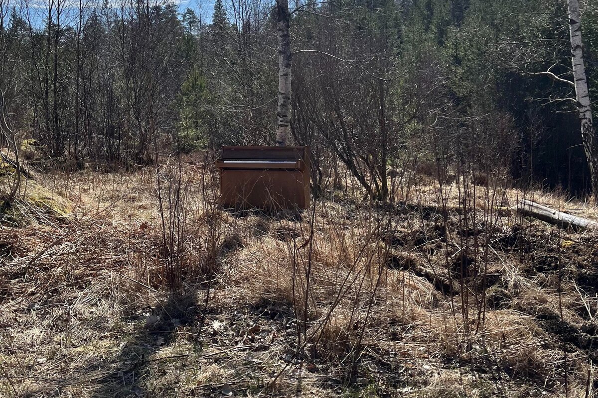     В американском лесу таинственно возникло пианино. Но чье оно и откуда — неизвестно
