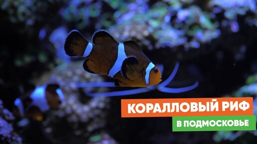 Морской аквариум — узнали все секреты у продвинутого владельца!