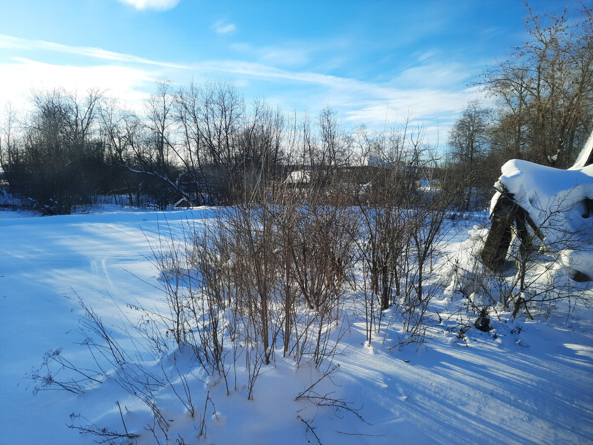 Надеюсь, эти кусты за окном окажутся ягодными