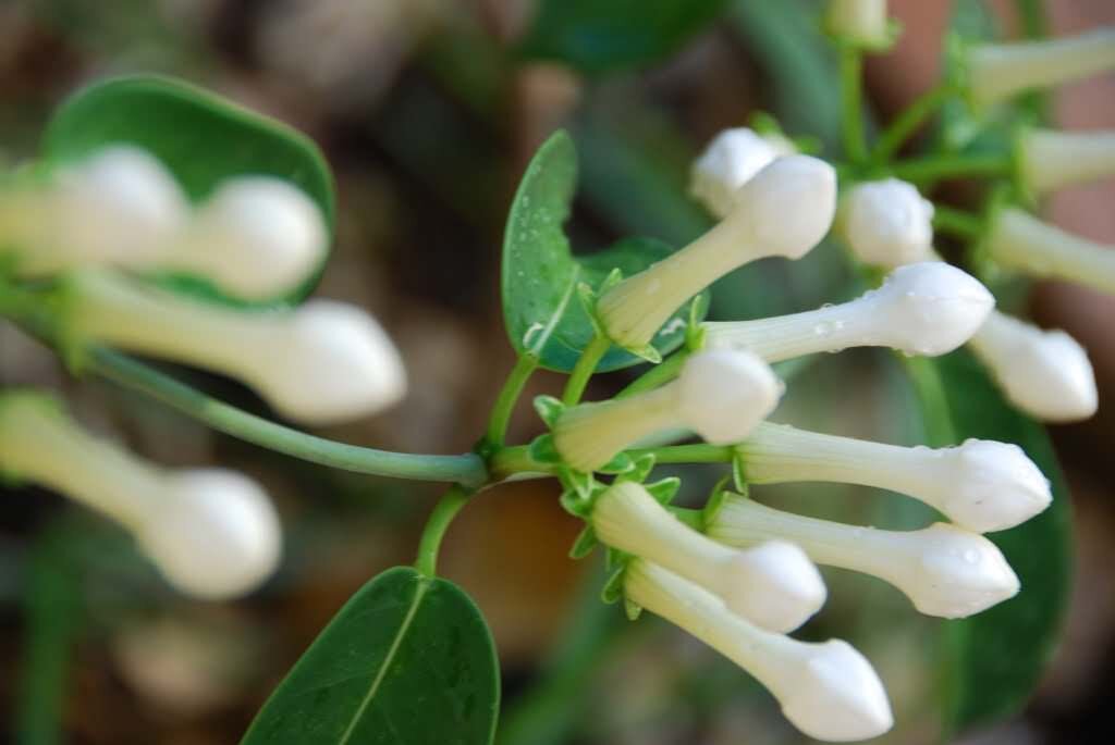 Жасмин Самбак (Jasminum sambac)