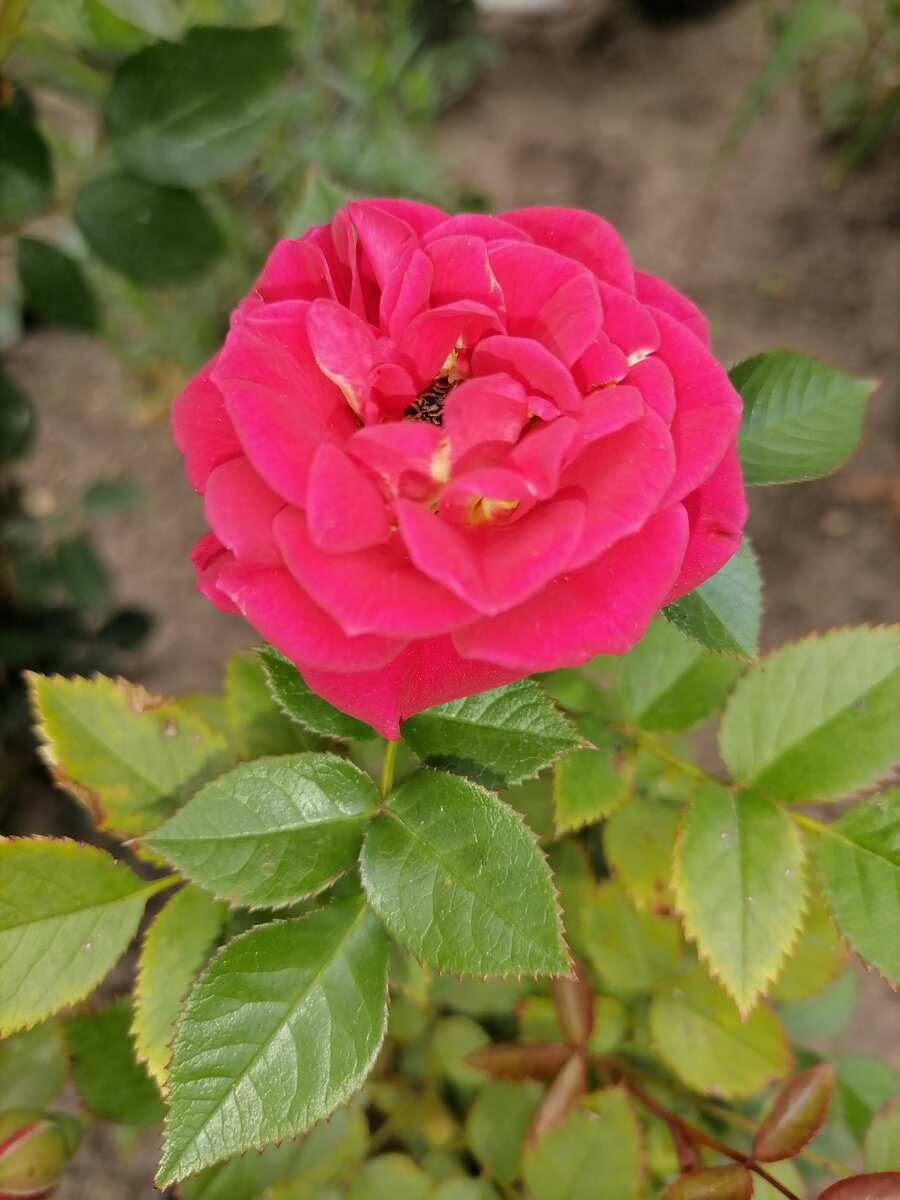 Chili Clementine/Чили Клементин, миниатюрка от Грандифлоры