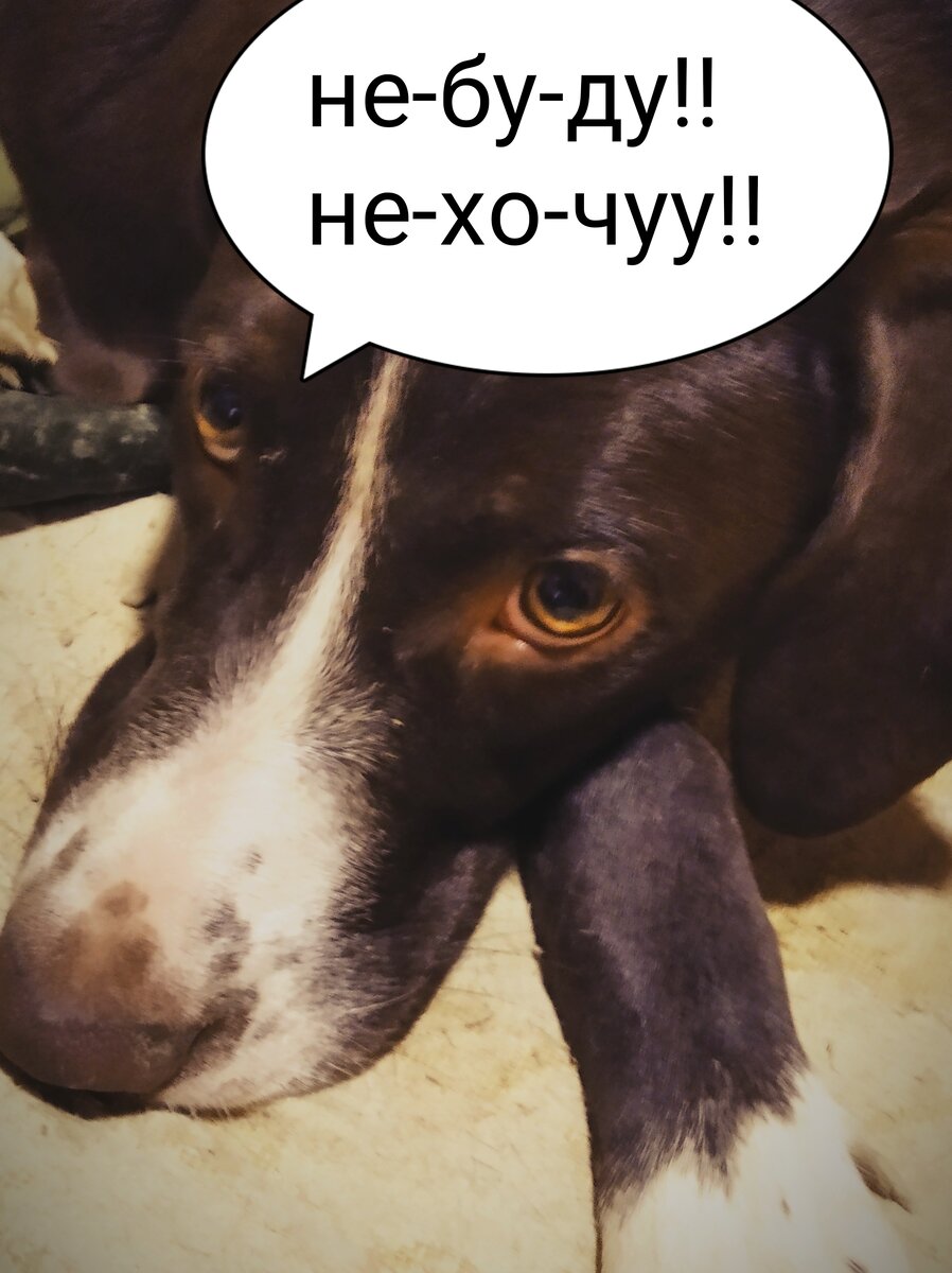 Ламка грустит