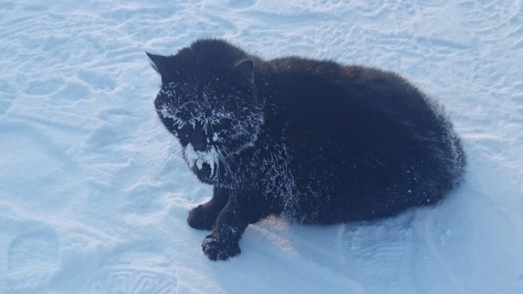 Кошка примёрзла лапами ко льду в 40-градусный мороз