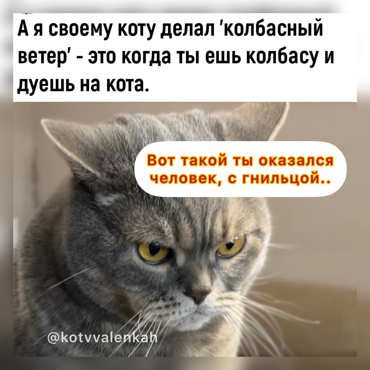 Мемы субботы для поднятия? Или нет? 😸настроения 😻 | Кот в валенках  Марсель | Дзен