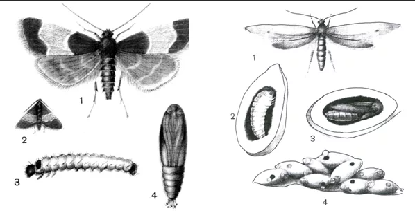 Стадии развития моли в картинках