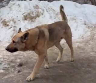    Бригады ловцов три раза выезжали на место, но собаку так и не обнаружили Анастасия Красушкина