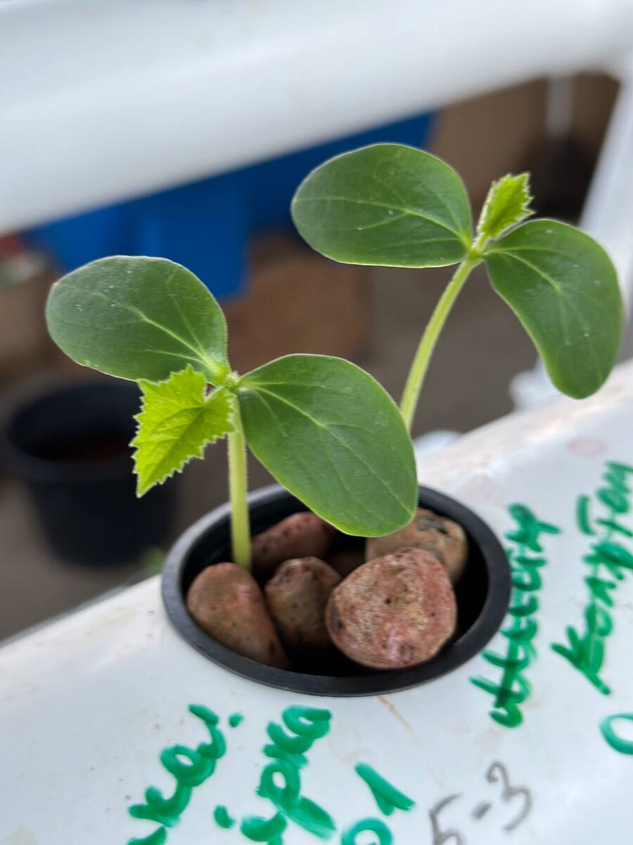 ИНК совершенствует технологию выращивания овощей в воде