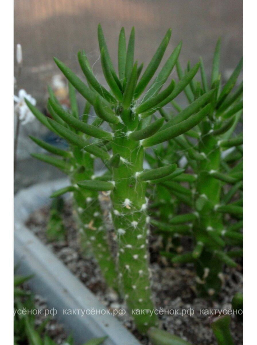 черенок. АУСТРОЦИЛИНДРОПУНЦИЯ ШИЛОВИДНАЯ. фото из питомника Кактусёнок. РФ.
стоимость  - 249р. за черенок. Заказ можно оформить на нашем сайте