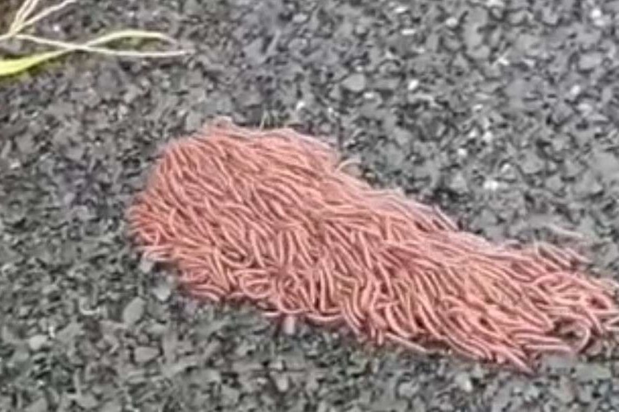     Это видео с “комом спагетти” стало вирусным. Но что это такое?