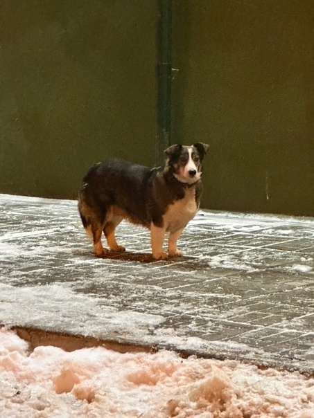 Яндекс.Картинки