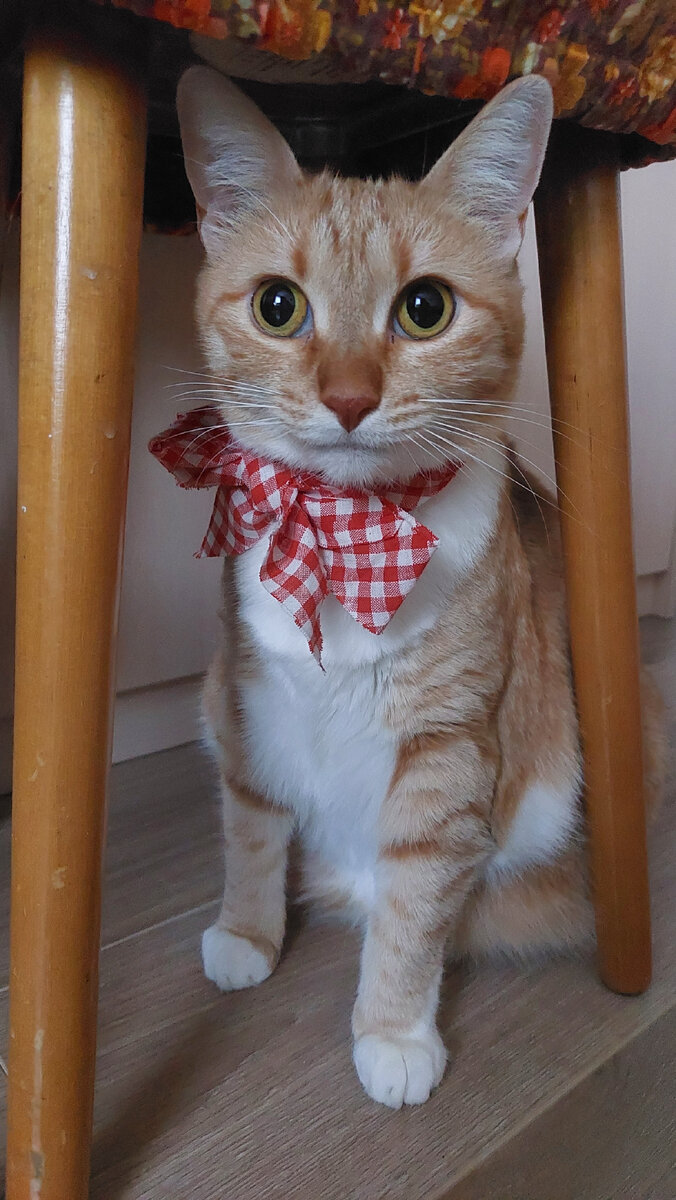  почти АЛиса