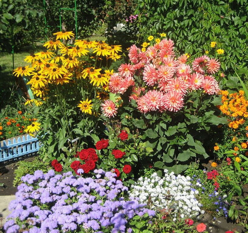 Цветы для палисадника фото и названия многолетние и однолетние