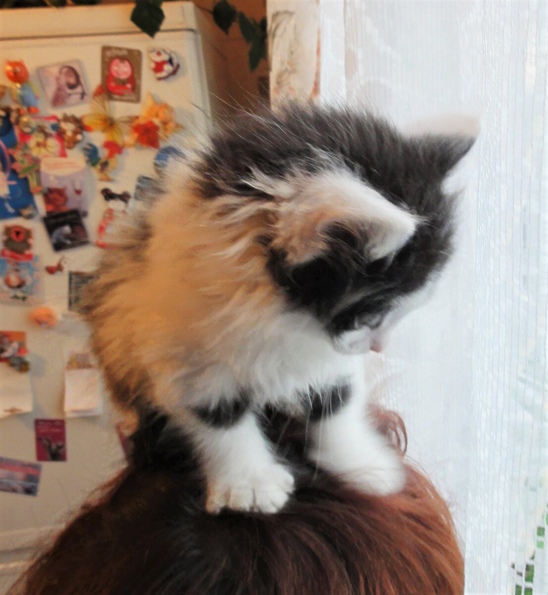 Еукла умеет с детства голову согреть и заморочить) 